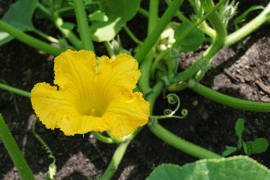 Beautiful things are happening at Mashkiikii Gitigan, our community garden! Our Anasazi squash plants are starting to bloom, and we couldn’t be more excited to see our amaranth, chard, and Prima Olmec tomatoes coming in. Stay tuned for more: natifs.org/blog/category/…