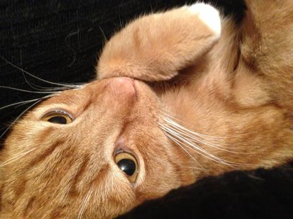 DuncanLindsay's tweet photo. Many of you felt you knew him, he was way better at answering soaps questions than me, so much so he got #AskButters trending in the UK once. 10 years to the day he entered my life, I lost beautiful Butters tonight. Rest in peace my beautiful soul π https://t.co/gb1GhZ8Xot