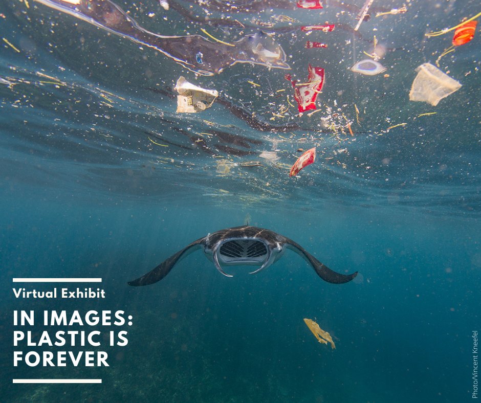 By 2050, there could be more plastic than fish in the ocean. The time to #BeatPlasticPollution is NOW.

The incredible images from around the world featured in this inspiring exhibit show how #PlasticIsForever: bit.ly/3vClmq8