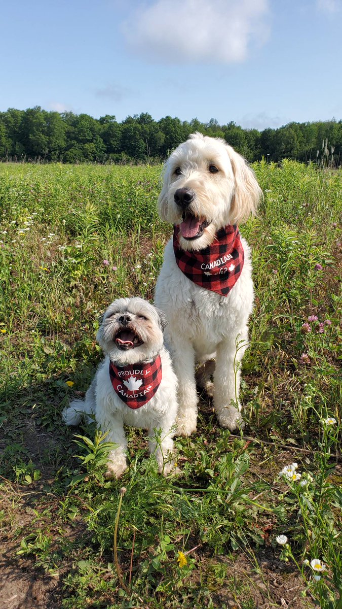 Complete K9 Inc. tweet media