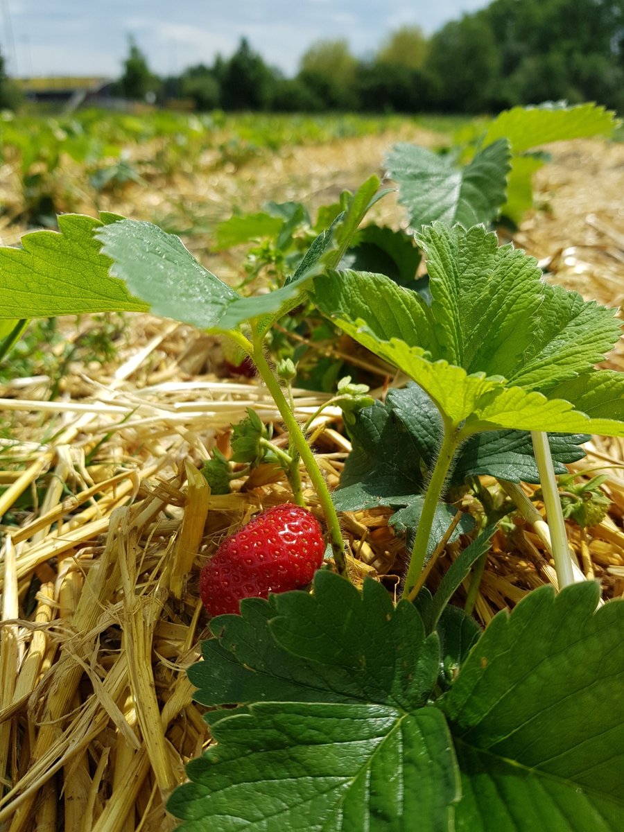 Stadslanderijen's tweet photo. De pluktuinen van de Dijklandhoeve openen zaterdag 3 juli met kinderactiviteiten en livemuziek! Kom bij Fruit van Nien en Bloementuin Zwolle prachtige boeketten, heerlijk fruit en groenten plukken! 10-17 u, Luttekeweg 1. #biologisch #zwolle https://t.co/RbSq22hoxV