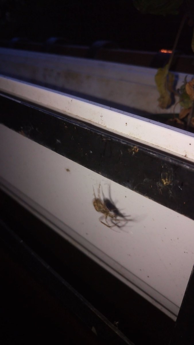 SwedishGamester's tweet photo. Sitting #outside on the #balcony in nothing but my #jammies and it's getting #late, it's getting #dark, it's getting #chilly and the #spiders come out to #prey! Does that mean it's #time to #CrackOpen the #Whiskey?
Nah, I think it's #better to go #inside. Gotta #pee again anyway! https://t.co/UhfBQZGbmC