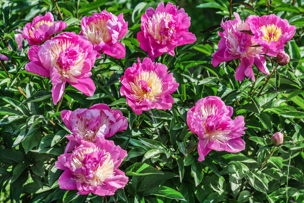 The Railway Cottages Group's NGS Open Garden Plant Sale this year features even more plants, all locally raised and at bargain prices. 5 gardens opening on Sunday 4 July (2:00-5:30pm) at Dorset Road, Alexandra Palace, London, N22 7SL #NGS #opengarden