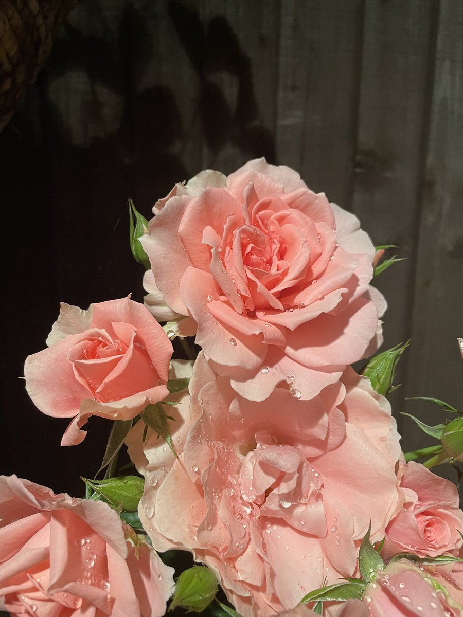 Enjoying the garden at this time of the night 😳 My ‘You’re Beautiful’ from <a href="/DAustinRoses/">David Austin Roses</a> sprinkled from the hanging basket drip after watering 💧