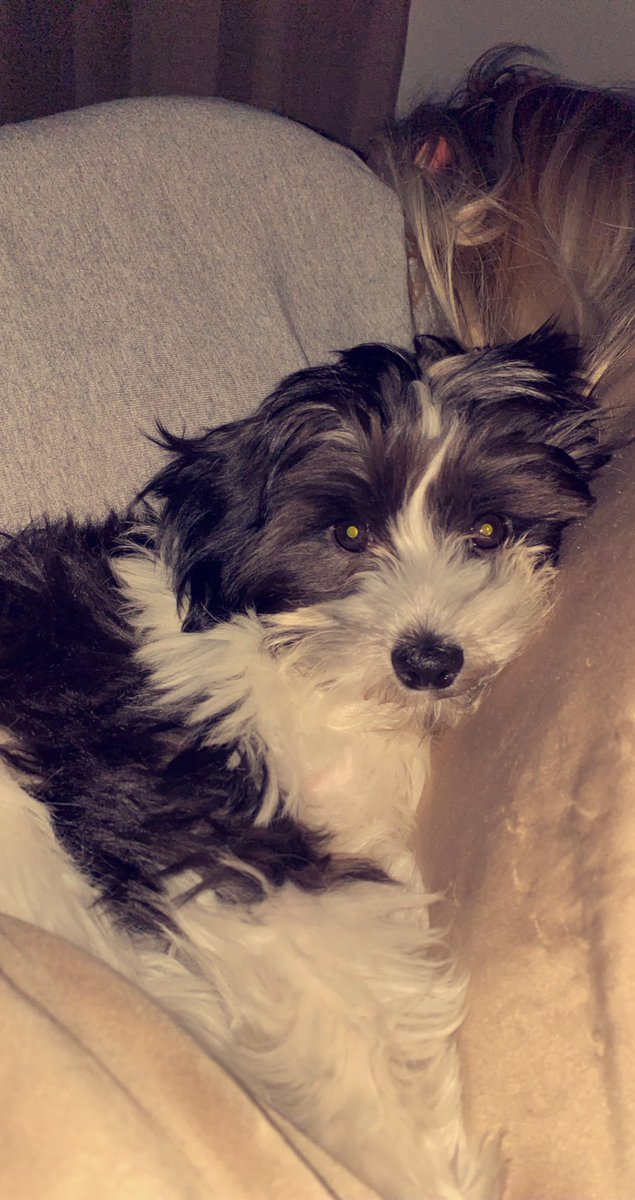 14checker's tweet photo. Appreciation post cause it’s her birthday ��🐶 @wilson_jordann https://t.co/2CUhyClgvA