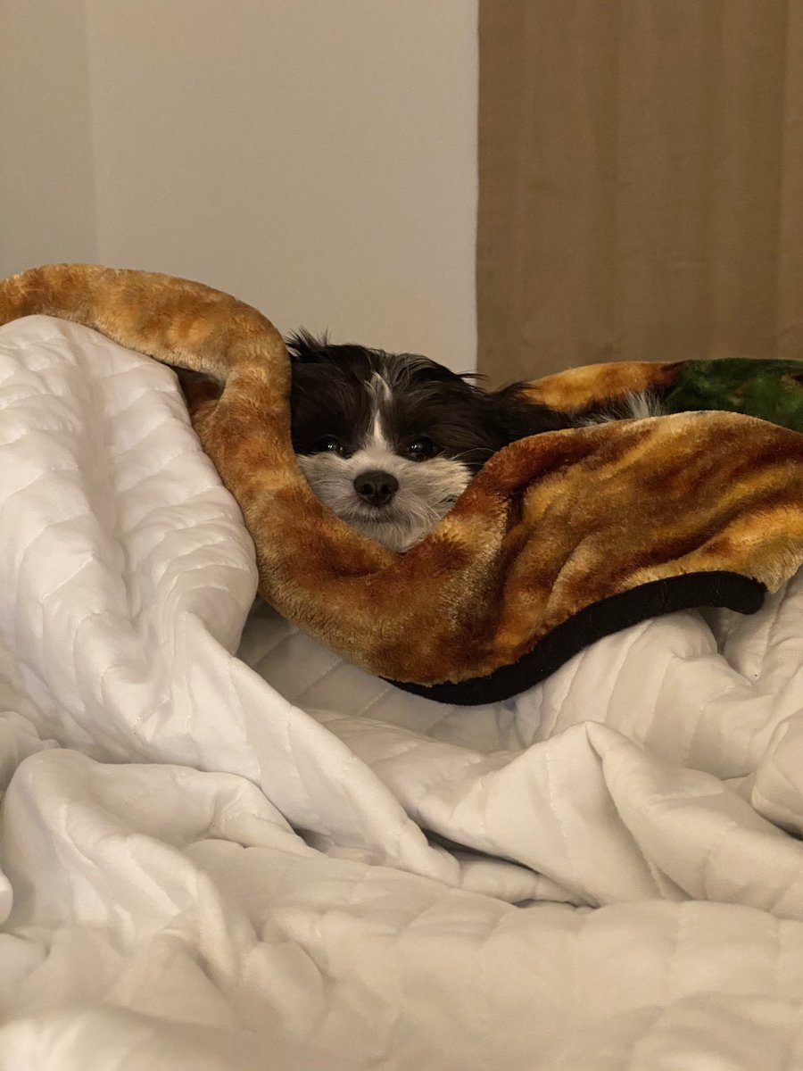 14checker's tweet photo. Appreciation post cause it’s her birthday ��🐶 @wilson_jordann https://t.co/2CUhyClgvA