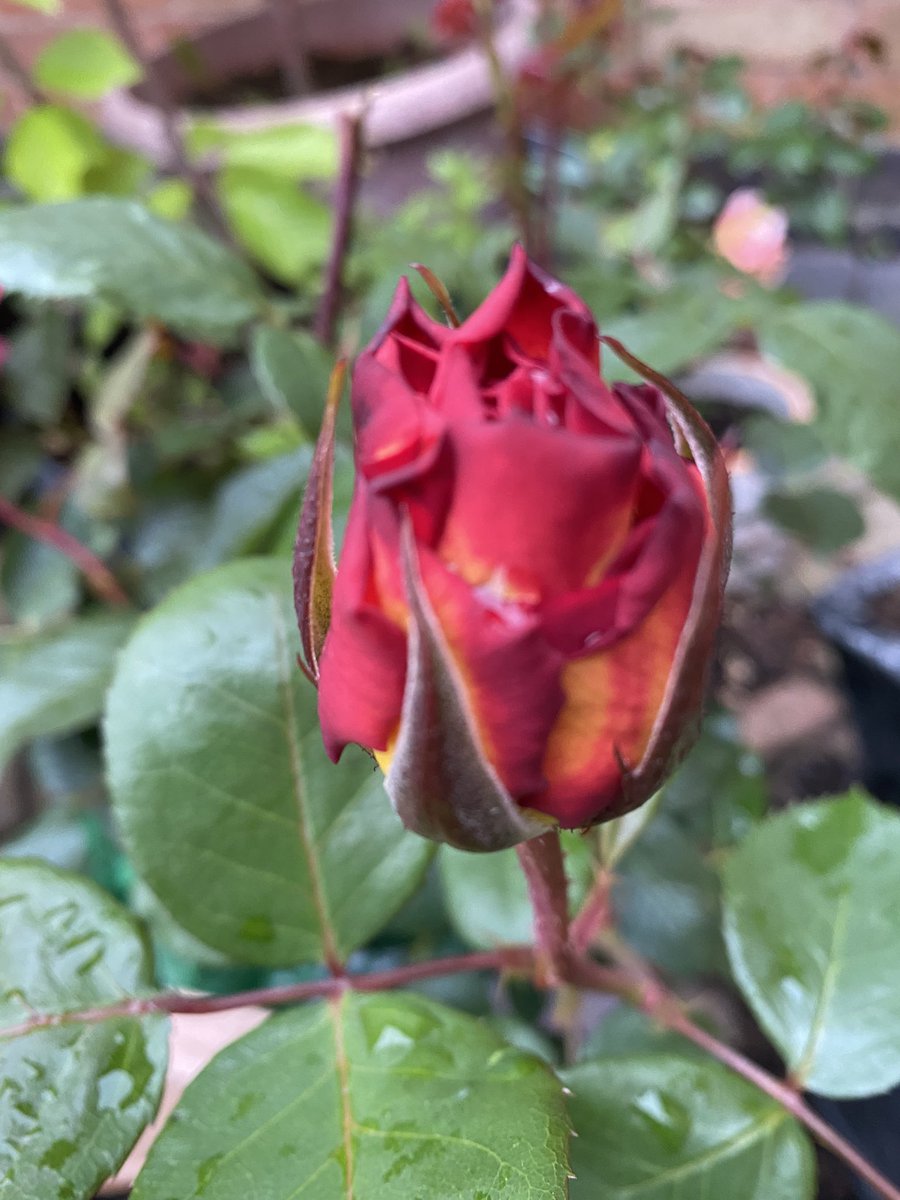 Bhavyang Acharya tweet media