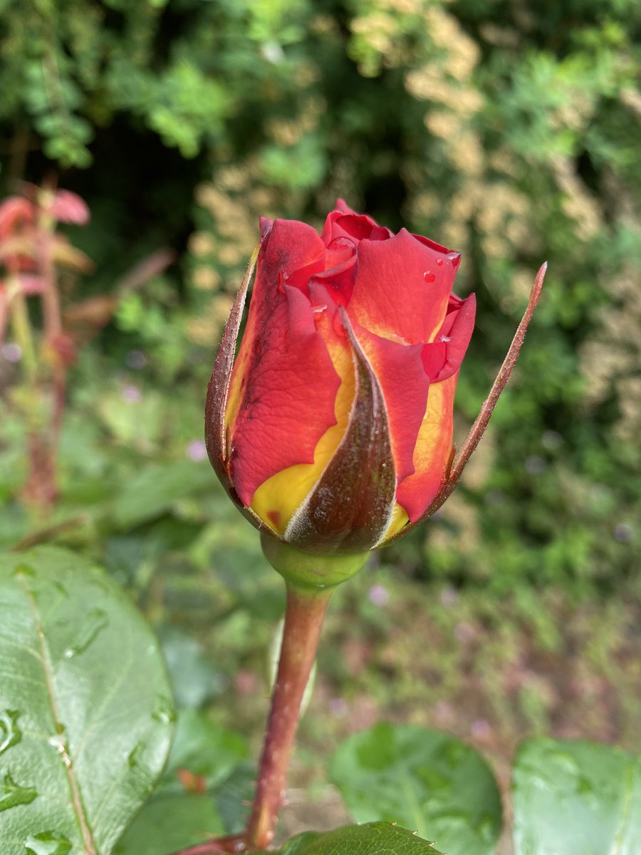 Bhavyang Acharya tweet media