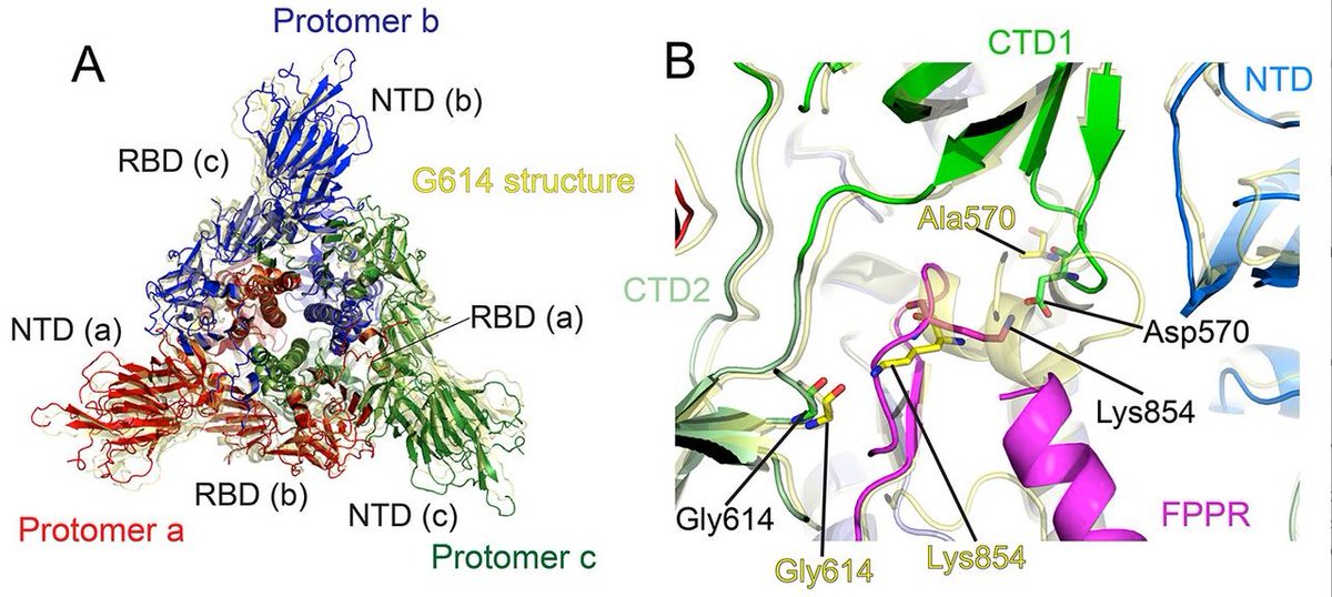 McHeyzer-Williams (@mmw_lmw) on Twitter photo #SARSCoV2_variants | Structural basis for enhanced infectivity and immune evasion | Bing Chen <a href="/BostonChildrens/">Boston Children's</a> <a href="/ScienceMagazine/">Science Magazine</a> buff.ly/3xRWMTG | #2021_ReCapJune #SARSCoV2_variants | Structural basis for enhanced infectivity and immune evasion | Bing Chen <a href="/BostonChildrens/">Boston Children's</a> <a href="/ScienceMagazine/">Science Magazine</a> buff.ly/3xRWMTG | #2021_ReCapJune