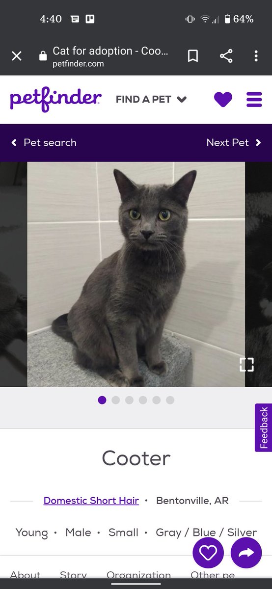 DaughtSig's tweet photo. @petfindernames This has Cooter energy (Cooter is looking for a home with his sister and BFF, Lola!) https://t.co/poiz4ULcmo