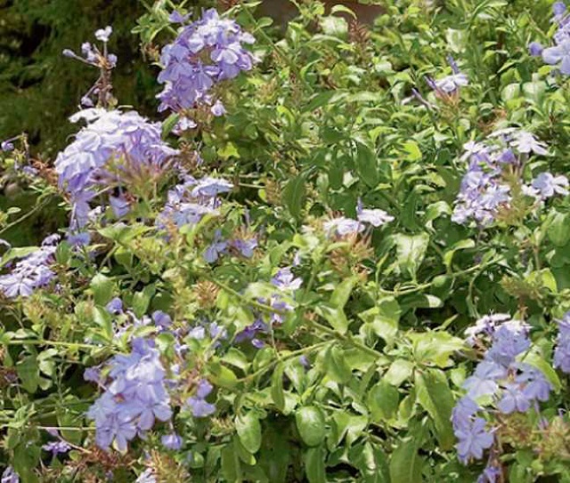 みやざきの景観づくり 宮崎市景観課 宮崎市版365日誕生花 7月3日の宮崎市版誕生花は ルリマツリ です 花 の色が瑠璃色で 形がマツリカ ジャスミン に似ているため 花言葉は いつも明るい 誕生花 花言葉 ルリマツリ T Co