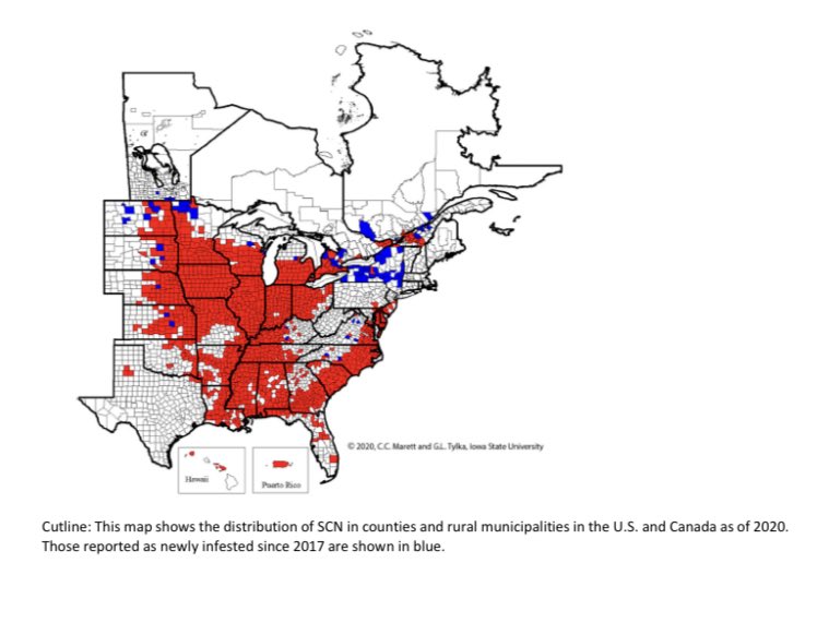 We tend to focus mainly on root-knot in the southeast, but this along with 2020 surveys show that SCN can be a major factor on soybeans in the south.