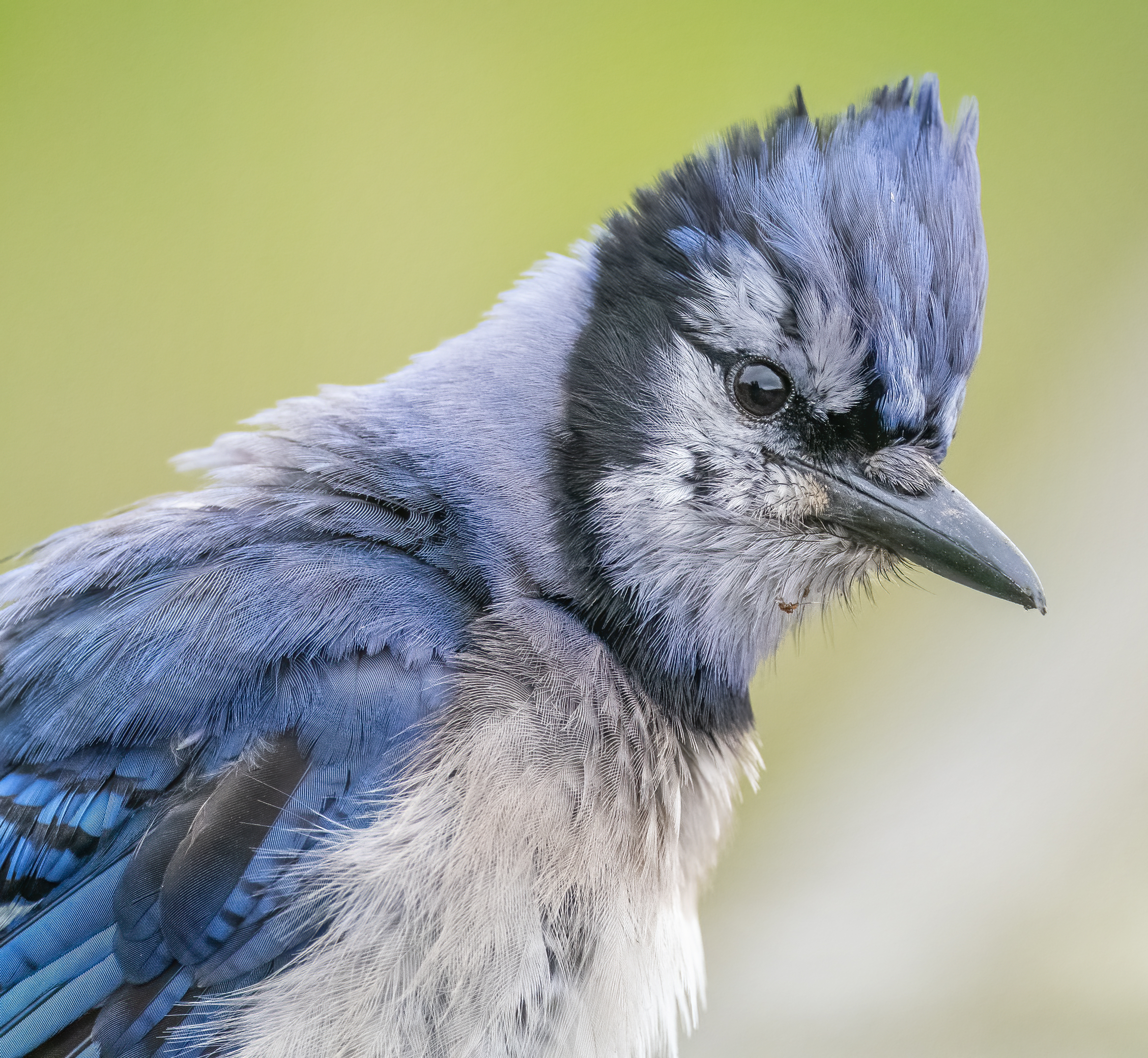 Blue Jay Flaring Feathers – Jocelyn Anderson Photography