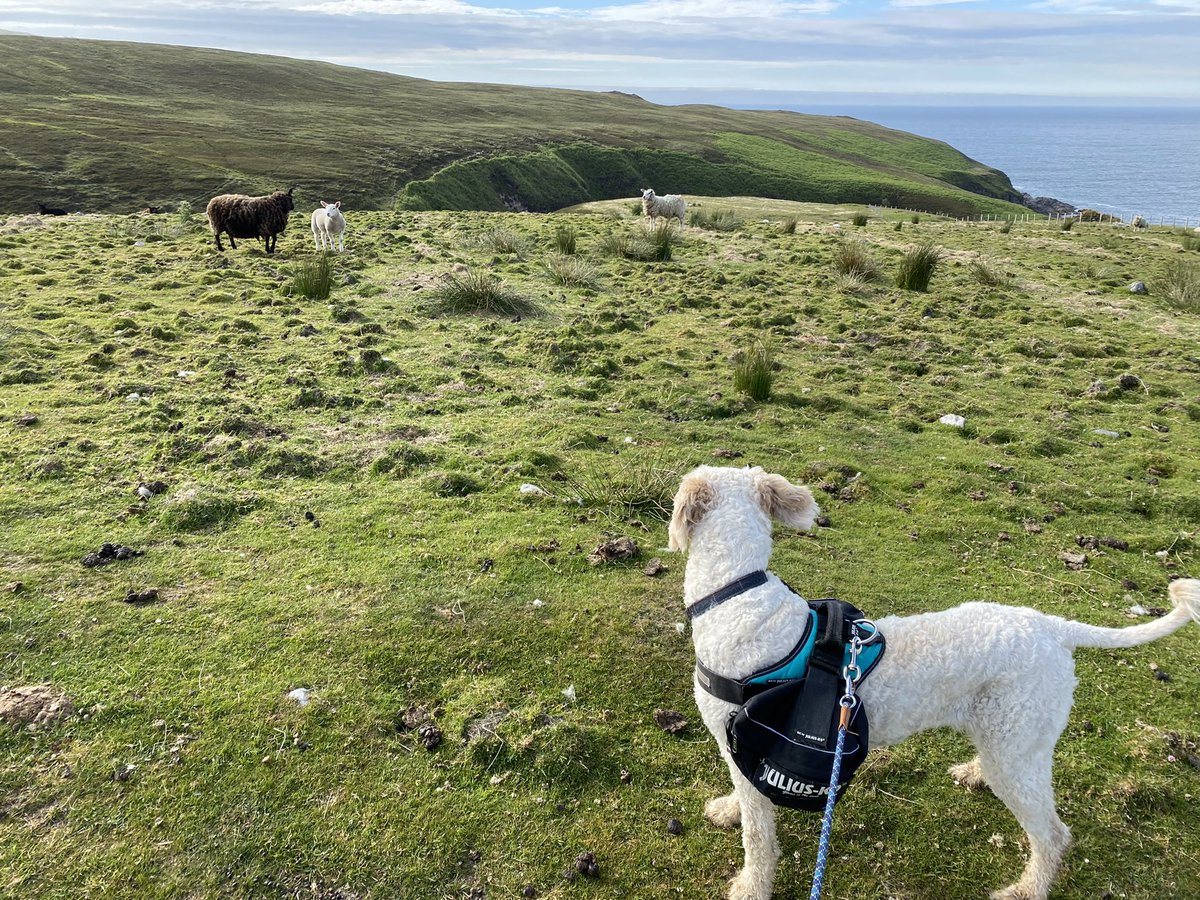 Fieldwork with the pooch up in the Moine! #FieldWorkFriday #rocks #geology #dogforscale