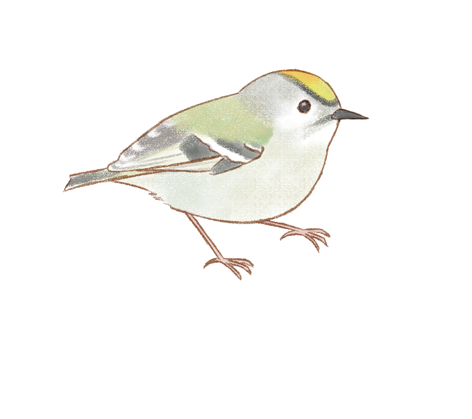 キクイタダキのtwitterイラスト検索結果