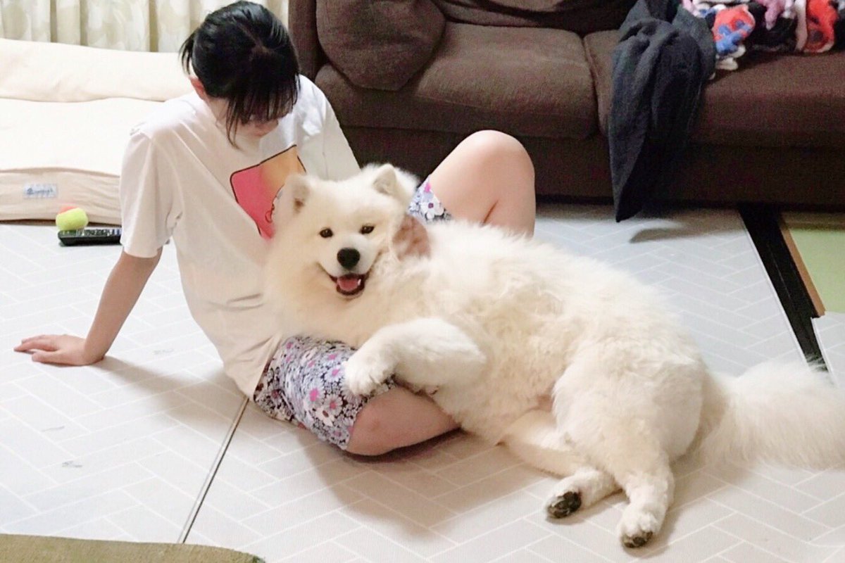 サモエドsunnyサニー 自分のことを赤ちゃんだと思っているサニーです サモエド 生後11ヶ月 犬のいる暮らし サモエドsunnyサニー 自分のことを赤ちゃんだと思っているサニーです サモエド 生後11ヶ月 犬のいる暮らし