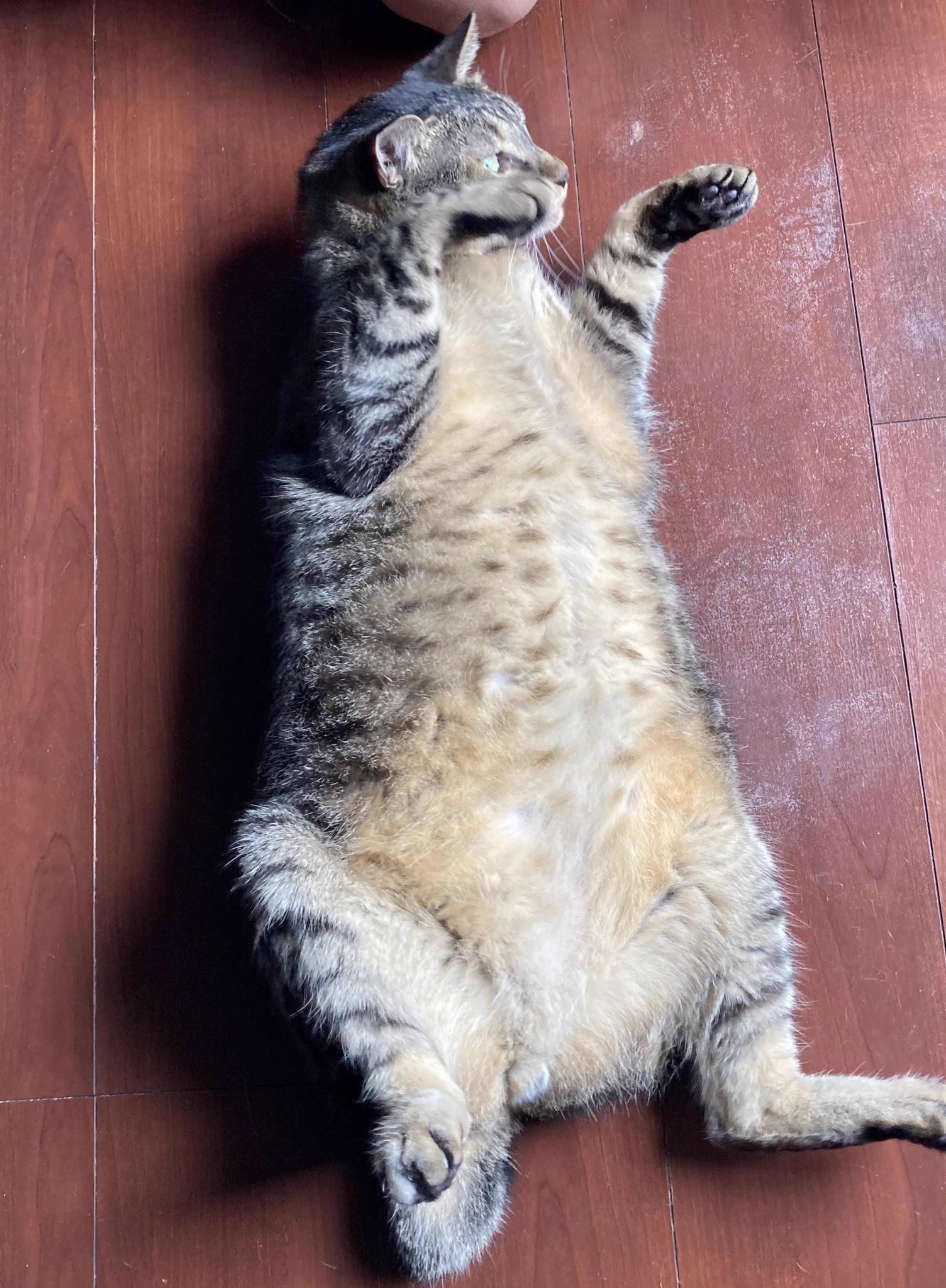 @kinugoshispark 負けました。うちのかんたろうも太いと思ってたんですが💦 