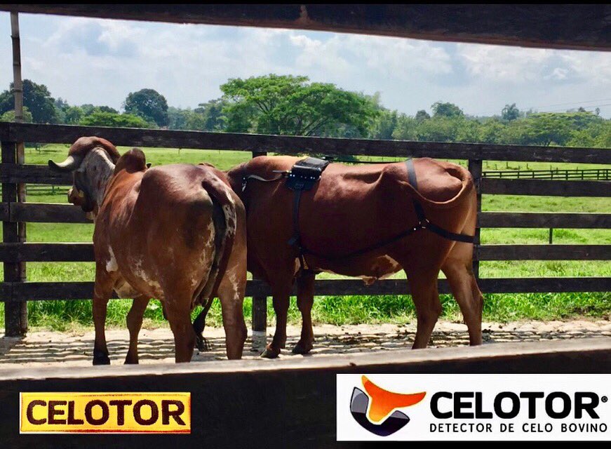 <a href="/CELOTOR/">CELOTOR</a> #iot para la ganadería