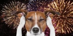 MarkHamill's tweet image. Tomorrow is #IndependenceDay-also known as  American dogs LEAST favorite day of the year...   Why?
Because #ALLPups_HATE_Fireworks!!! 🎇 🧨🎆 
Please protect them anyway you can. Thank you. 🙏