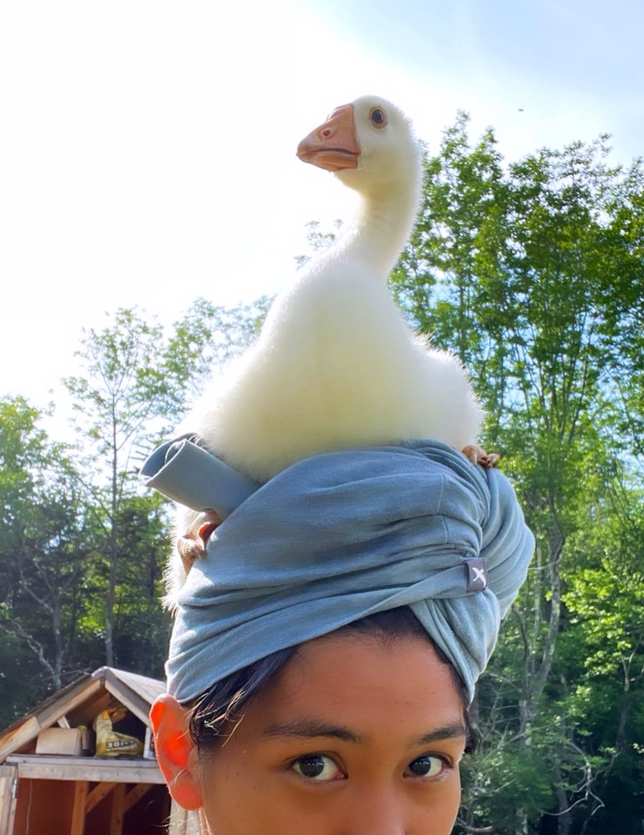 ricis_angel's tweet photo. Hi, my goose think I’m it’s mommy, we go for a walk every afternoon like this. This goose follow me wherever I go when Im doing gardening outside. https://t.co/Q3OpTiNhWK