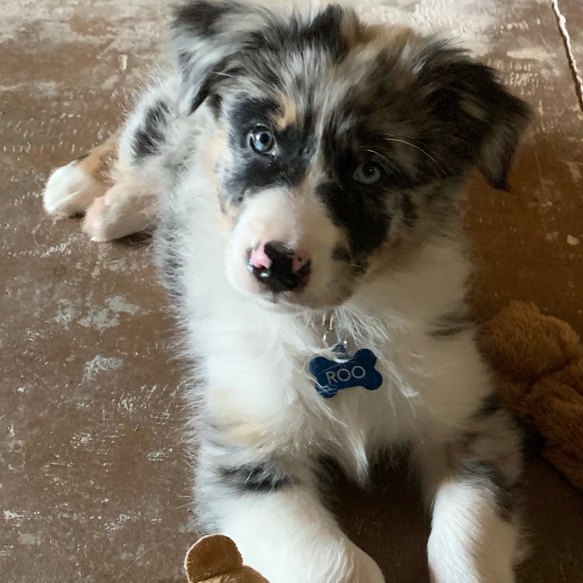 djledford's tweet photo. Now everyone will know my name. Roo!! #ausky #puppy #bigboy https://t.co/4w2MPliF7M