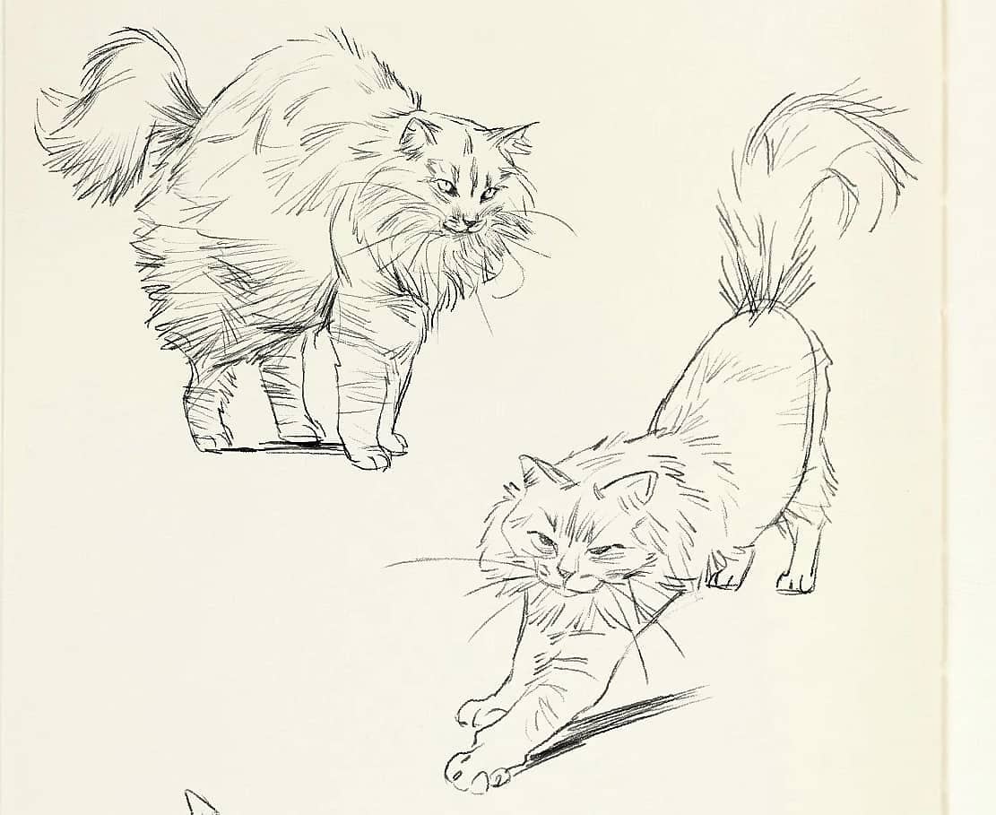 Does Twitter like cats? 