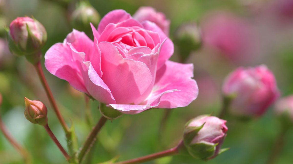 メリアルーム 土日祝いいねお休みです S Tweet 今日の花 7月3日の誕生日花は ばら ピンク花 花言葉は 感銘 です この日生まれの人は おっちょこちょい 粗忽な所がありますがそこがチャームポイントでもあり 素直で年上の人に可愛がられます 7月
