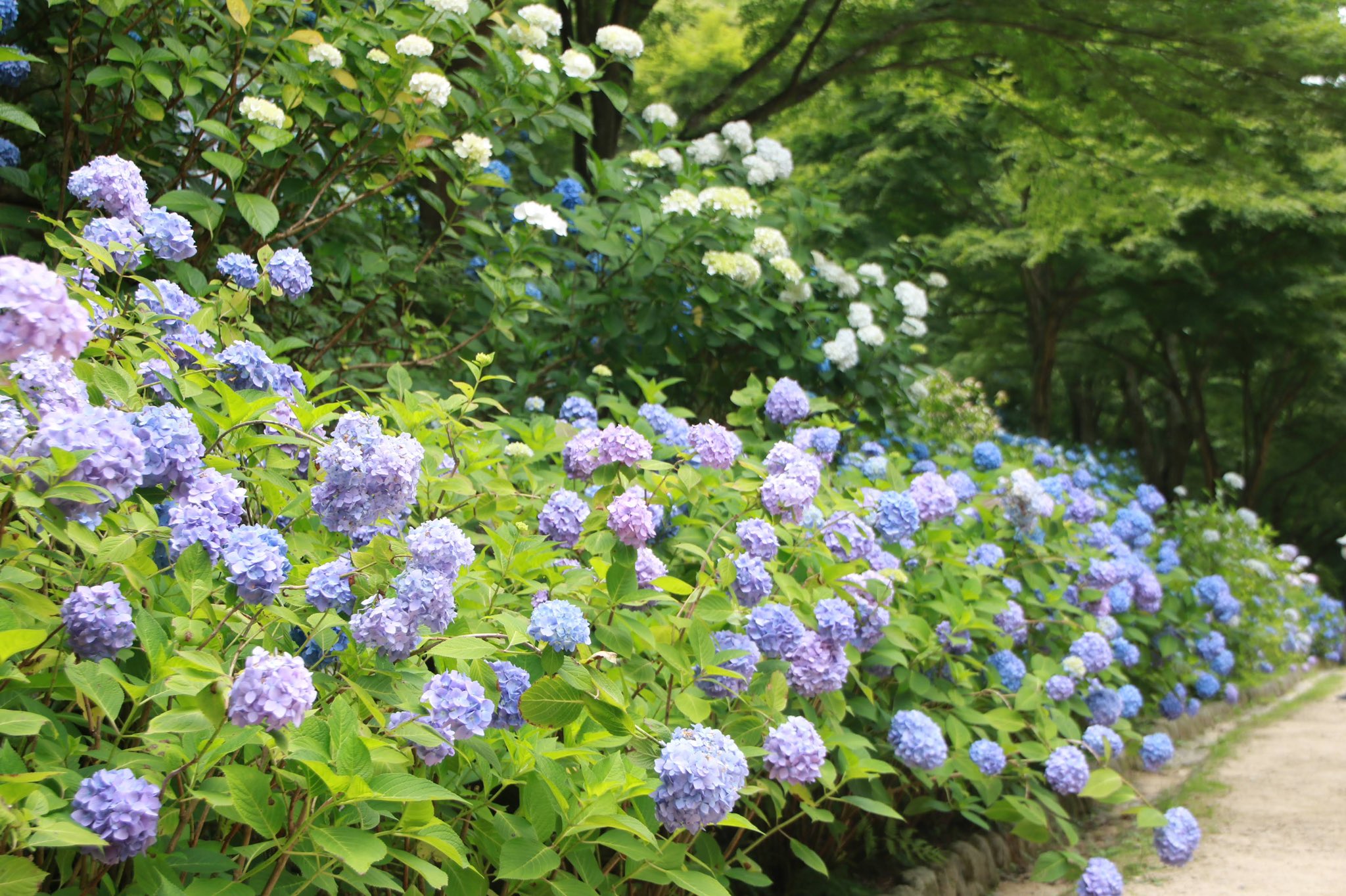تويتر あつぼん No War Please على تويتر 神戸市立森林植物園のアジサイが咲き誇っています アジサイ T Co Scfygnadaa