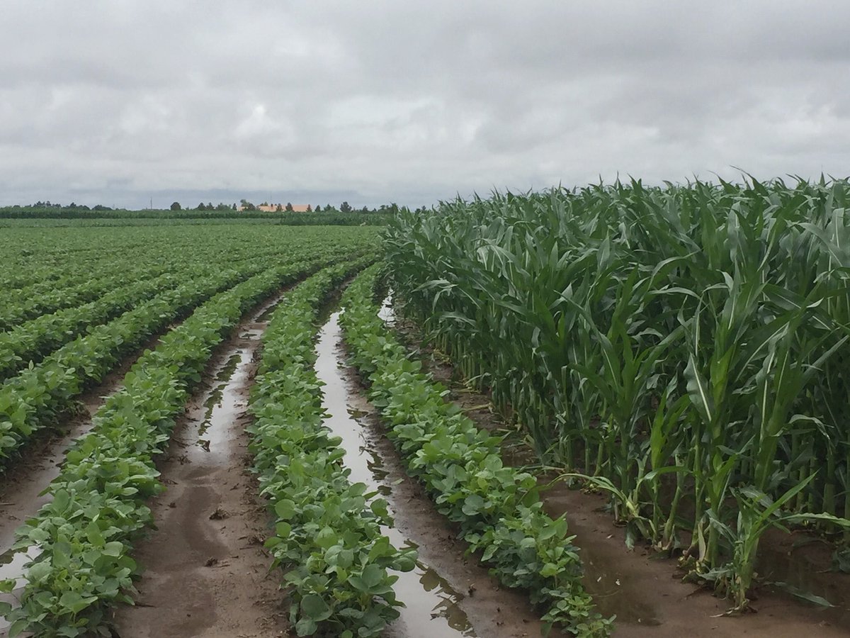 Four inches of rain from last night to this morning are great to our corn and soybean at Bushland, TX. ⁦<a href="/TXPanAg/">Jourdan Bell</a>⁩ ⁦<a href="/txresearch/">Texas A&M AgriLife Research</a>⁩ ⁦<a href="/a_agrilife/">Texas A&M AgriLife - Amarillo</a>⁩