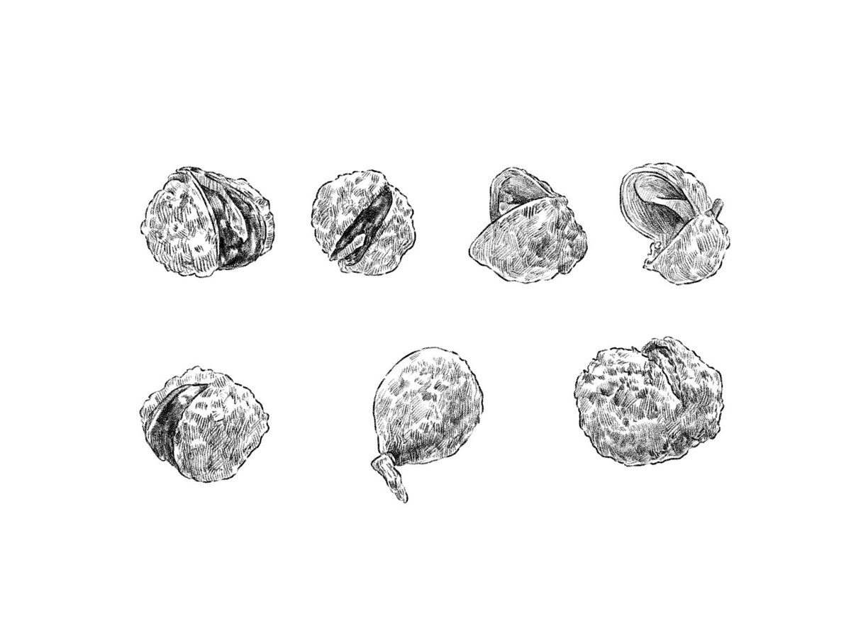 えんぴつ イラストacにて無料販売中 えんぴつ フリー 鉛筆画 で検索 素材集 イラスト えんぴつ画 フリー素材イラスト イラストac Imagematerial Freeimages Freeillustration Illustac 花椒 Sichuanpepper T Co Zza5yyq4d6