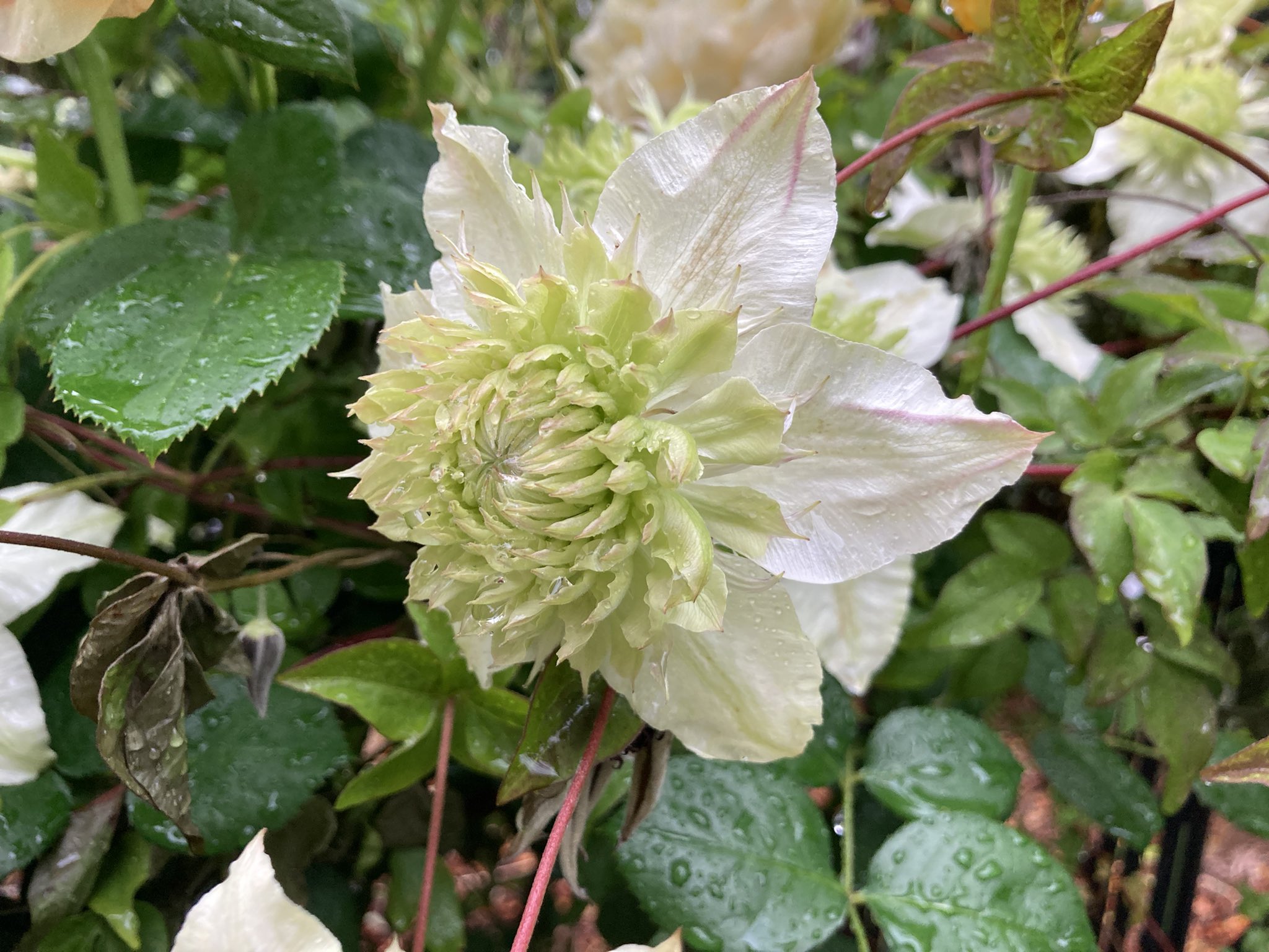 ちゃっぴー クレマチス 黄色のバラと開花が合ってコラボ出来ました 白万絵 ピール クレマチス シャーロットオースチン バラ ガーデニング T Co Fpxwgmpync Twitter