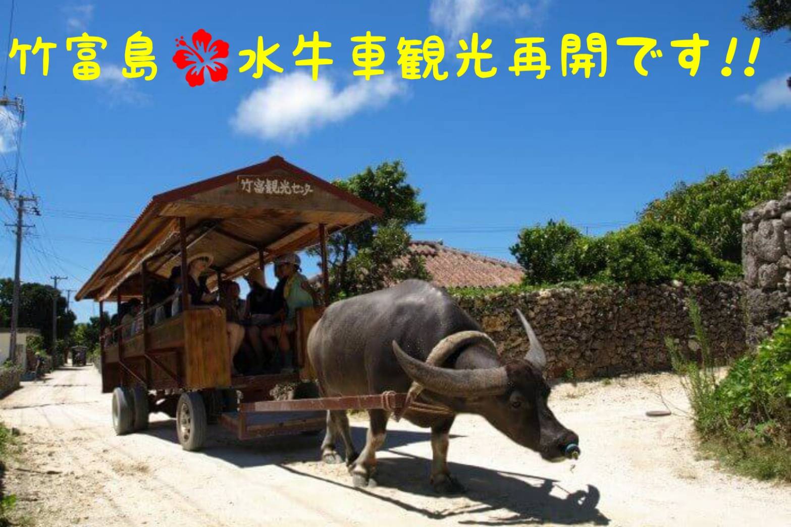 安栄観光 公式 本日７月３日から 竹富島 での 水牛車観光 が再開されました それにともない竹富航路の船も増便されましたので 竹富島 を観光されるお客様は是非 安栄観光 をご利用下さいませ 水牛車とのセット券も販売しております 弊社hp