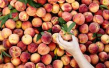 PatHenryMall's tweet photo. 🍑Ordered your peaches yet from the @ThePeachTruck?🍑  Well it's coming Tuesday, July 13. Sales cut off 5 days before the stop, so get your order placed today at https://t.co/9InjTlyHHC🍑 https://t.co/fO592P7aRR