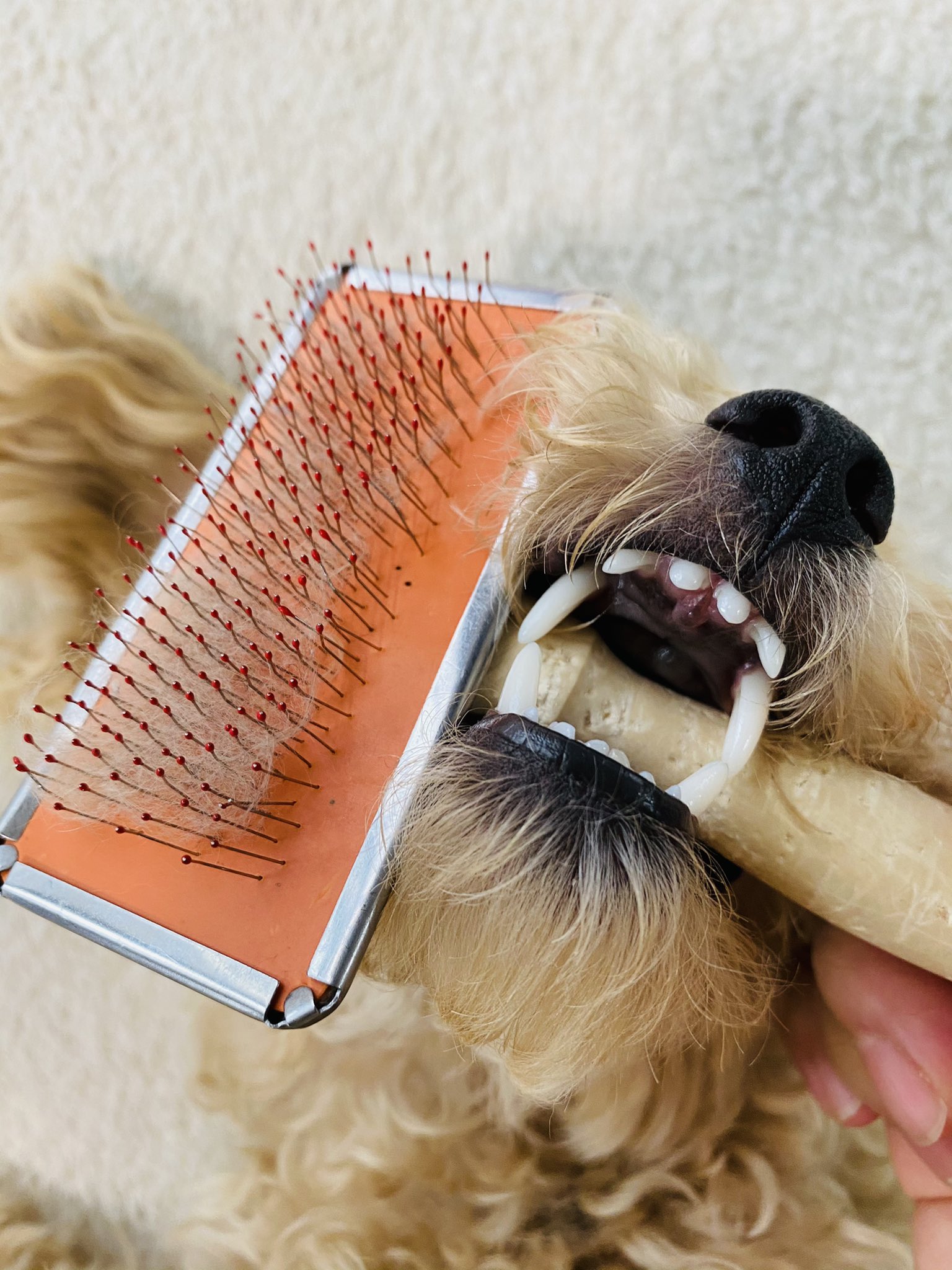 犬の歯 Twitter Search Twitter