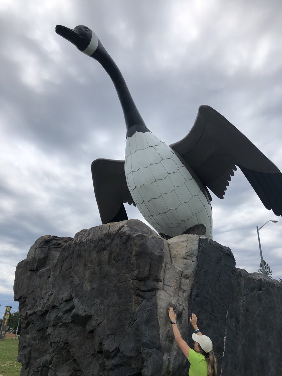 ALCoxhead's tweet photo. Wawa goose https://t.co/JR6w4WD7oF