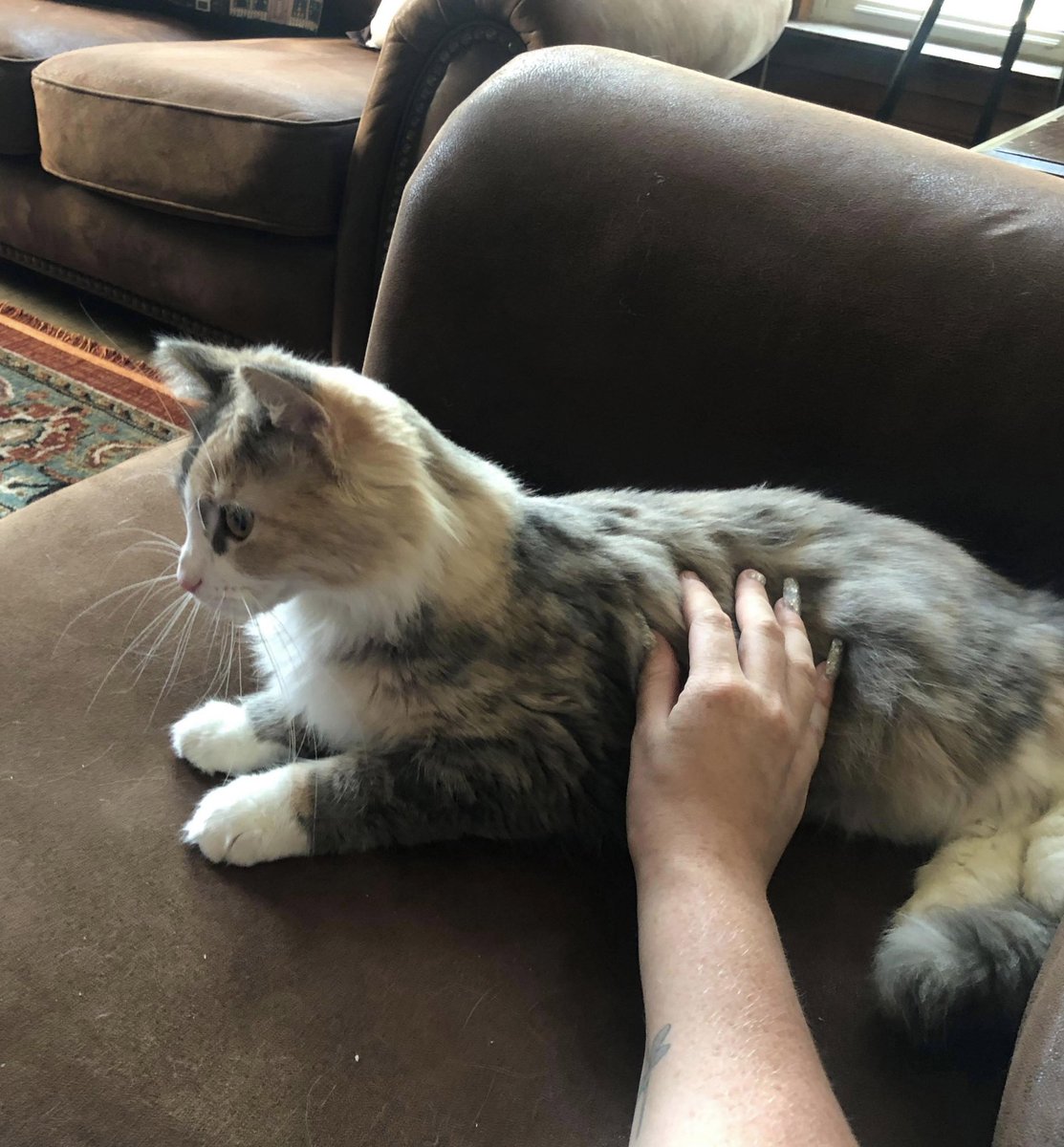 After her adoption, it didn’t take long for Mona to adjust to her new home 😸 Congratulations to Mona and her family! 

#CatsOfTwitter #HumaneSociety