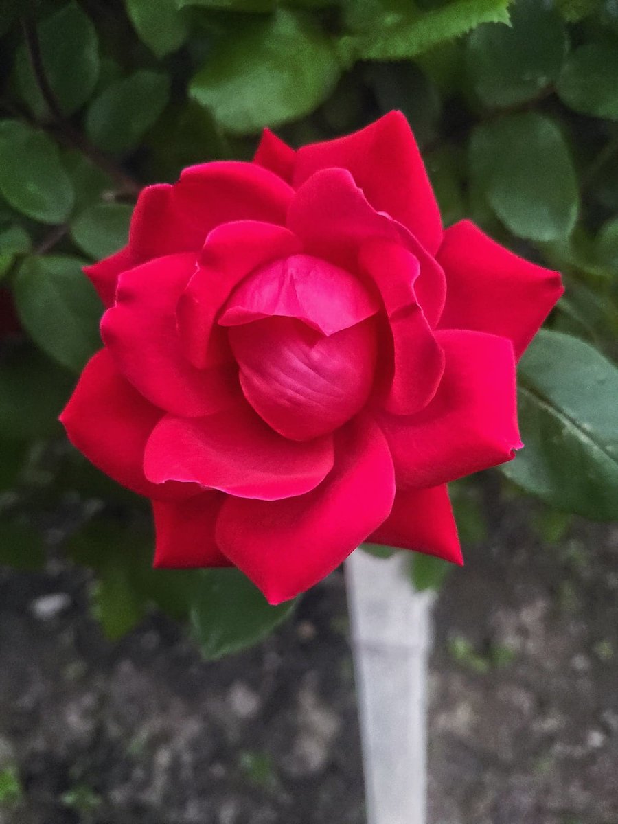 LovelyEarthS's tweet photo. The Red Rose Bush is producing some sultry blooms this year. They are dripping with fragrance, too.
#RedRose #Roses #Red #RedFlower #Flower #PollinatorFlower #Shrub #PerennialFlowers #FlowerFriday #FlowersOnFriday #FridayFlowers #FridayFlowerDay #HaveARose #LovelyEarthSociety https://t.co/jmU6Vyey3l