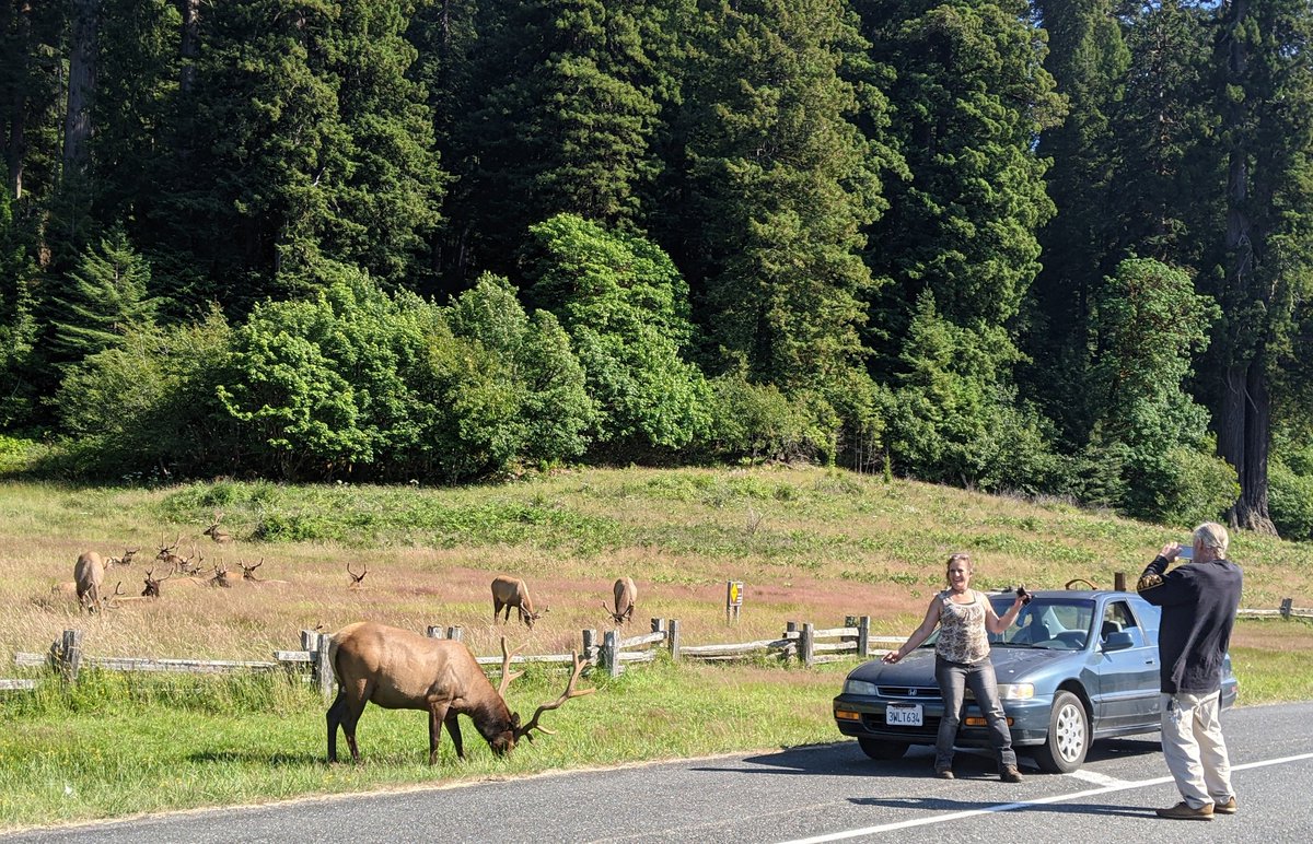 bctuholski's tweet photo. Please don't do this. ☹️ #SafetyOverSelfie @RedwoodNPS https://t.co/weIOlPinfz