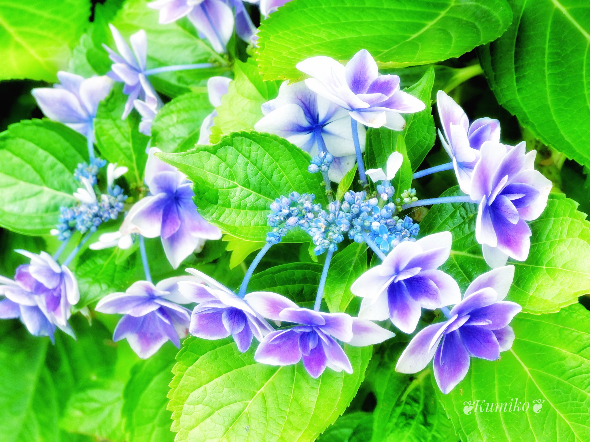 Bluepoppy Bluestar 7 3 土 波の日 渚の日 塩と暮らしの日 涙の日 素敵な週末を 東京 ガクアジサイ 額紫陽花 Hydrangea Lacecap Hydrangea ガクアジサイ金平糖 金平糖 コンペイトウ 暦生活園芸部 東京カメラ部 お写ん歩 花写真