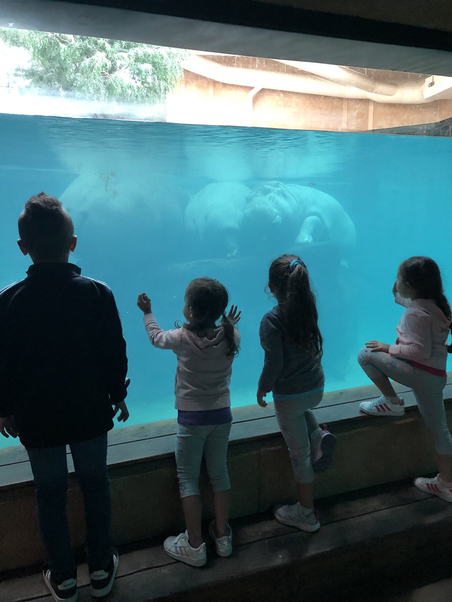AngieMezher's tweet photo. Montreal day 2 : Granby Zoo 🐆🦓🦒🐘🐅🦩🐠🐒🦜@MmeLuna_SMY @CindyDilamarter @EvertCaterina @MmeVadeboncoeur @MissBSMY @MissAdamsSMY @MrsCarrollSMY https://t.co/1limjQ7qrf