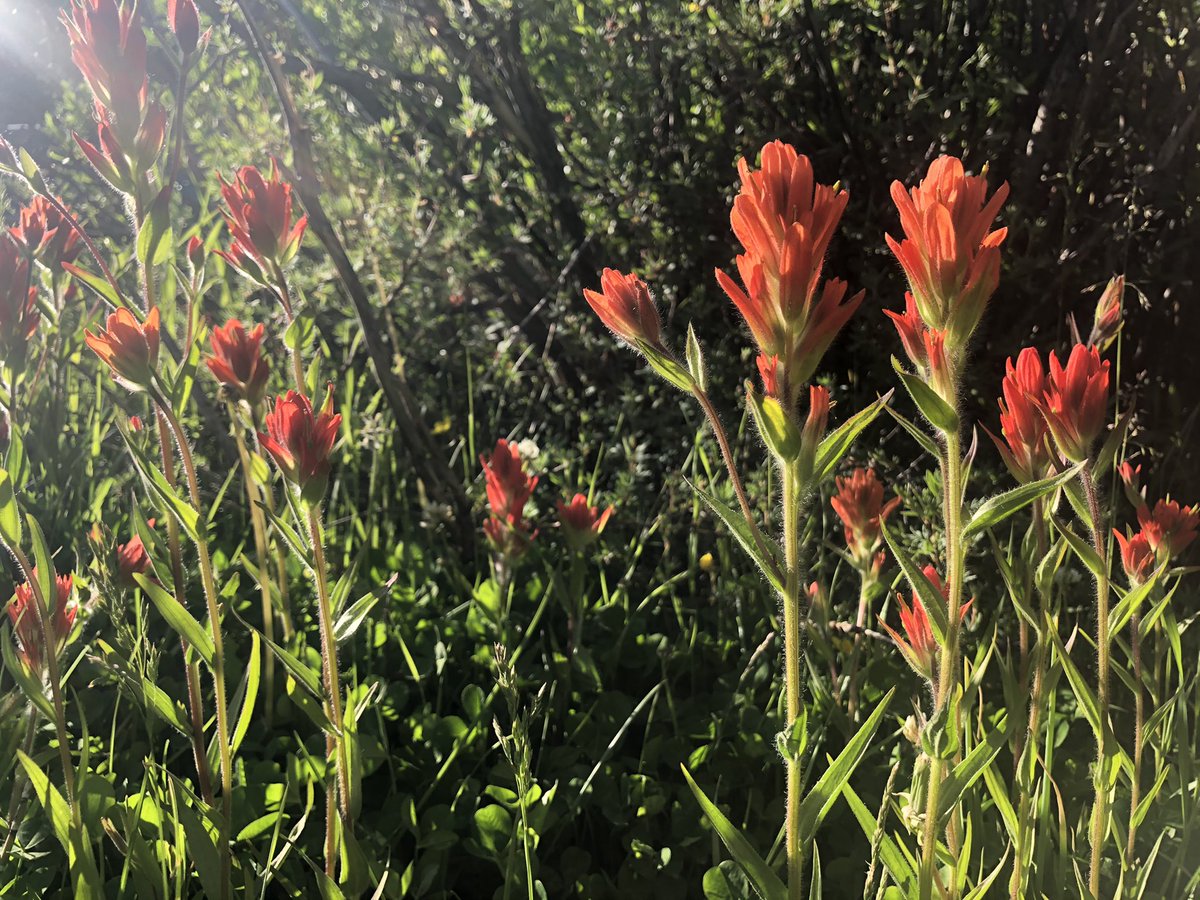 KateByrneFoster's tweet photo. @amysurdam Beautiful! However, this one looks like scarlet galia, not paintbrush. https://t.co/K2jGzHZt00