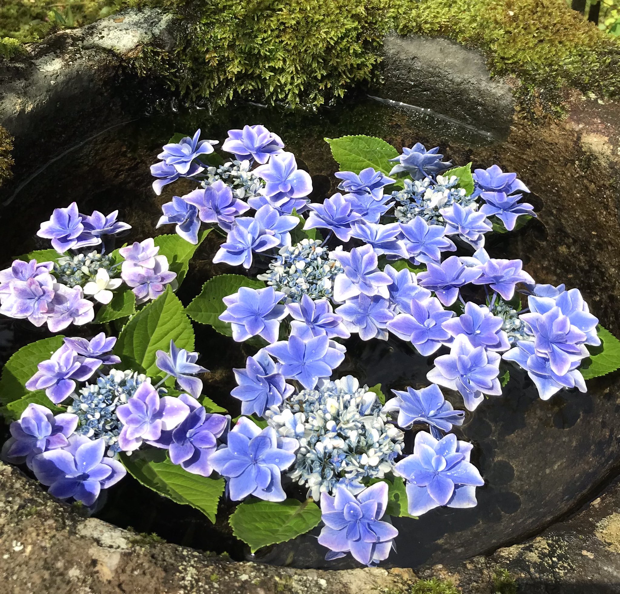浄土真宗本願寺派 高原寺 川西市 花手水 コンペイトウ という名のアジサイを浮かべてみました 花手水 アジサイ あじさい 紫陽花 こんぺいとう コンペイトウ 高原寺 兵庫県 川西市 清和台 浄土真宗 浄土真宗本願寺派 境内に