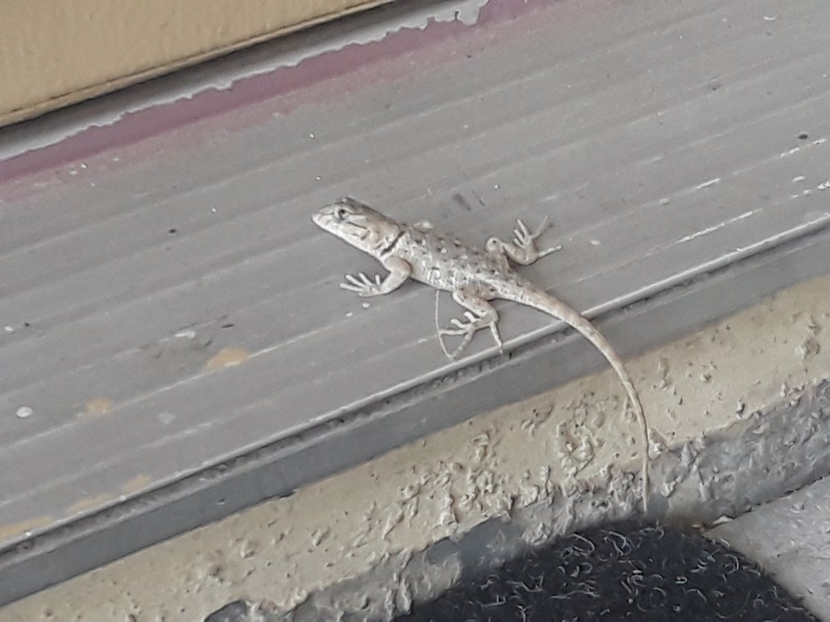 Pigglez0_0's tweet photo. I found a wild lizard on my door step today😍🦎 #beautiful #wildlifephotography #Lizard #Twitch https://t.co/efnM34EaoQ