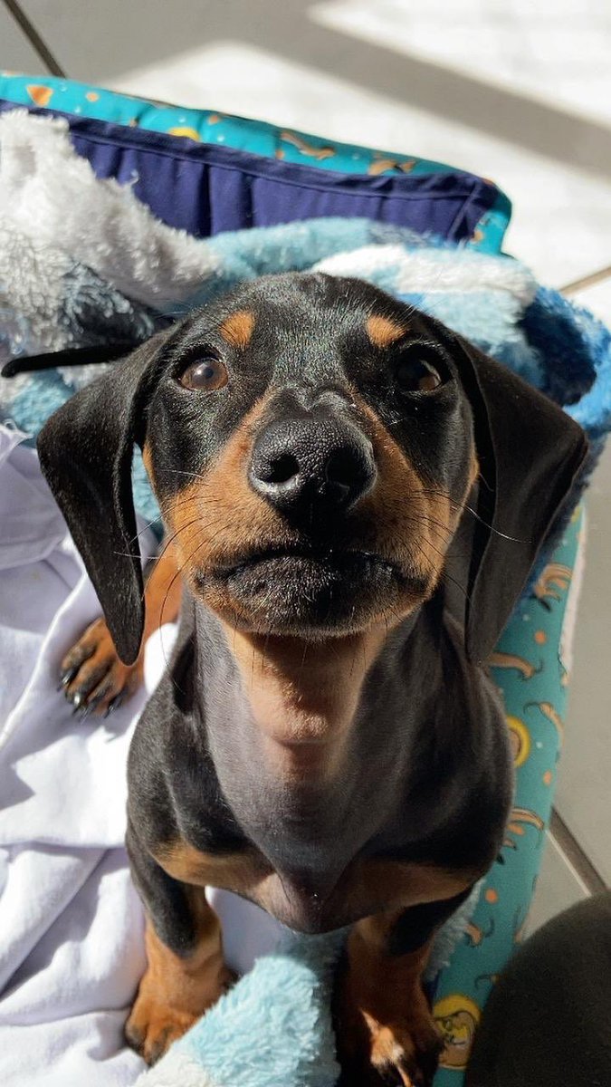 mathspp_'s tweet image. tira uma foto minha papai, tira    @salsichinhas