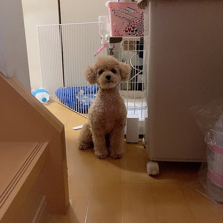 sieri_toypoodle's tweet photo. おもちゃと間違えて飼い主の手を噛んでしまい、反省するフリをしている犬 https://t.co/WInZelohs0