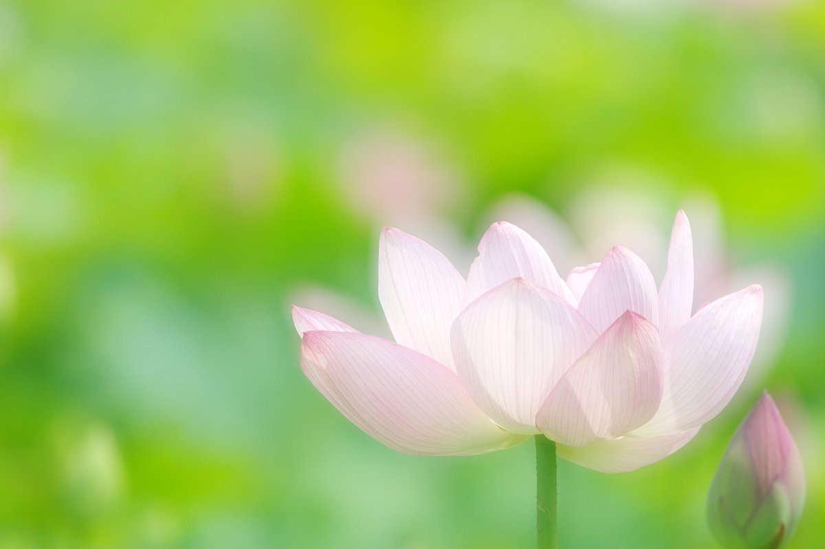 fat_murano's tweet photo. #PENTAX #KP / smc PENTAX FA*400mmF5.6ED[IF]
#ハス #lotus #photography #多重露光 #multiple_exposure #写真だけでも明るめにね https://t.co/VhyZn1HGLE