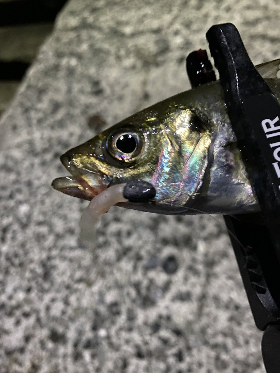 鯵遊 Uexji7rws57nlai Twitter