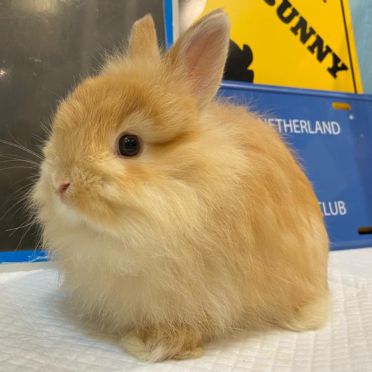 ラビッツ Rabbits Osaka Twitter ラビッツ Rabbits Osaka Twitter