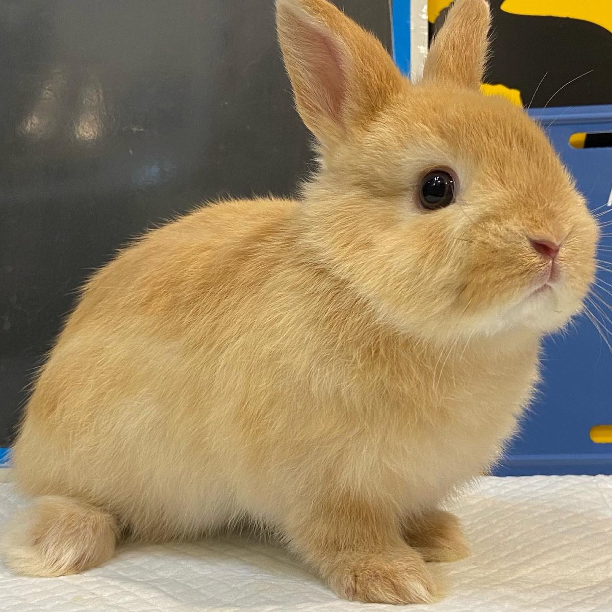 ラビッツ Rabbits Osaka Twitter ラビッツ Rabbits Osaka Twitter