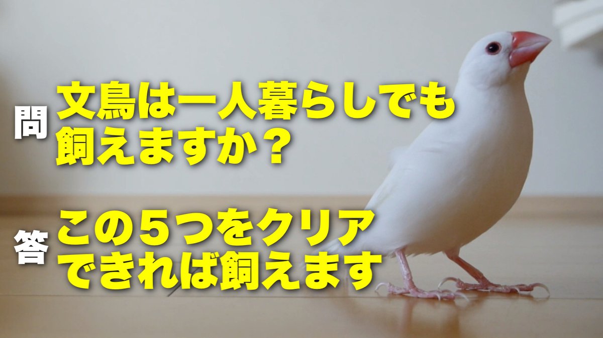 文鳥ちゅんねる Java Sparrow Jp Twitter